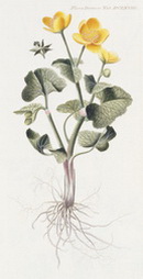 Caltha palustris (Marsh Marigold)