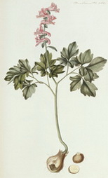 Fumaria bulbosa (Bulbous-rooted Fumitory)