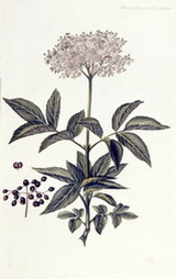 Sambuscus nigra (Black Elder)