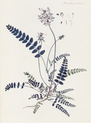 Astragalus alpinus (Alpine Milkvetch)