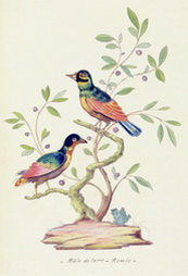 Les Oiseaux Imaginaires, 18th Century Album