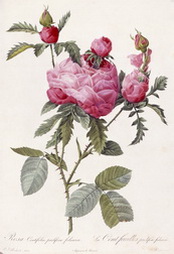 Rosa Centifolia Prolifera Foliacea, from Les Roses