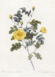 Rosa Eglanteria Luteola, from Les Roses