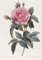 Rosa Gallica Regalis, from Les Roses