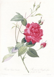 Rosa Indica Cruenta, from Les Roses