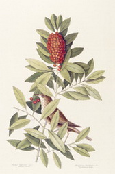 Dahoon Holly, from Natural History of the Carolinas