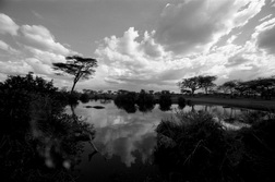 Hippo Pond, The Serengeti