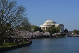 Cherry Blossoms in DC