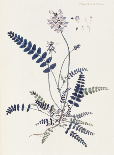 Astragalus alpinus (Alpine Milkvetch)