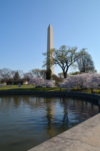 Cherry Blossoms on the Mall