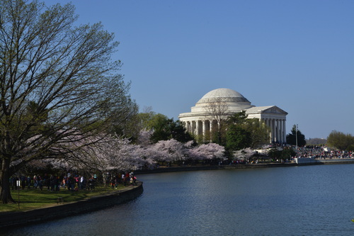 Cherry Blossoms in DC