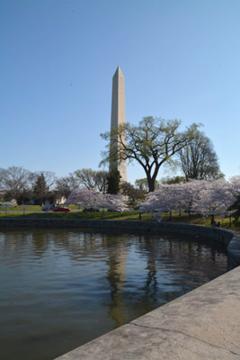 Cherry Blossoms on the Mall