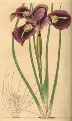 Iris tenax (tough-threaded iris)