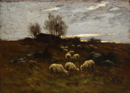 Sheep