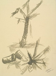 Study of Palm Trees