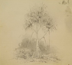Pandanus Tree