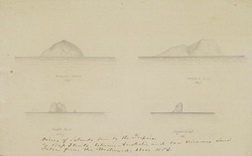 Sketch of Australian Island Rodonile