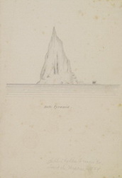 Sketch of Australian Island Rodonile
