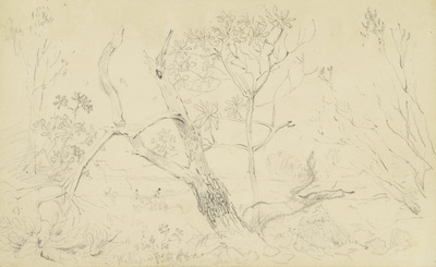 Study of a Landscape with Trees