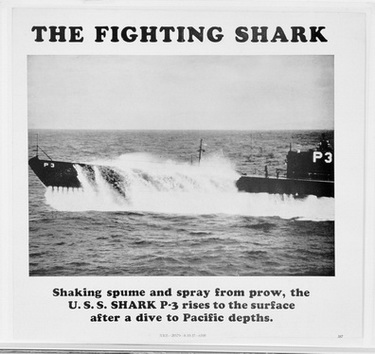 The Fighting Shark