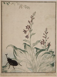 Helmet Beetle with Hosta in Bloom from Ehon Mushi Erabi (Book of Insects)