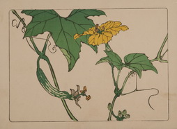 Cucumber Plant, from Hana Kurabe