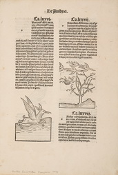 Page from Hortus Sanitatis