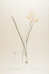 Ixia Longiflora, Plate 34 from Les Liliacees