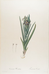 Ferraria Undulata, Plate 28 from Les Liliacees