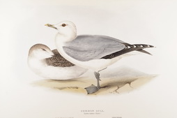 Common Gull, from Birds of Europe