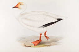 Snow Goose, from Birds of Europe