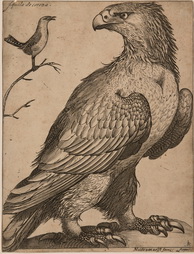 Aquila de corona