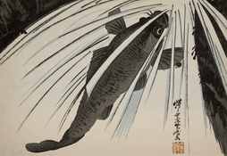 Carp Ascending a Waterfall