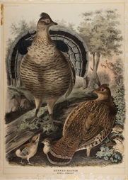 Ruffed Grouse, Bonasa Umbellus