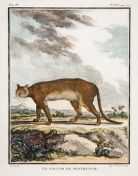 Le Cougar de Pennsilvanie