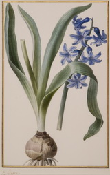 Hyacinthus Orientalis