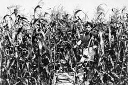 Boy In Cornfield