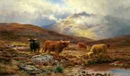 Longhorns of the Highlands