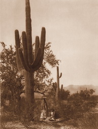 Plate 40: Saguaro Harvest - Pima