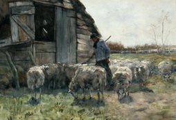 Sheep Coming Home