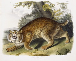 Lynx Rufus. Guldenstaed. (Common American Wild Cat)