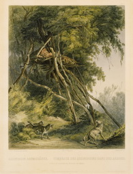 Tombs of Assiniboin Indians on Trees