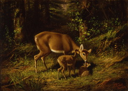 Doe and Fawn