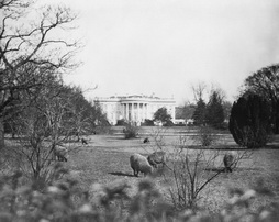 Sheep Graze on the South Lawn, c. 1917