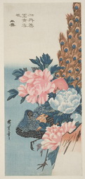 Peony Flowers And Peacock