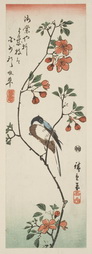 Quince Blossoms And Unidentified Bird