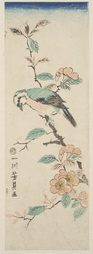 Unidentified White-Headed Bird