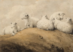 Sheep Resting