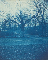 Elm Tree near Beaver Brook