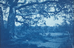 Large Oak at Edge of Meadow